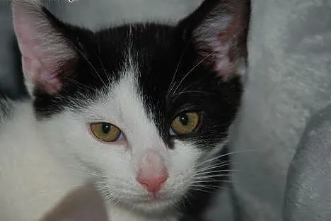 Tomuś kotek, kocurek kot ADOPCJA,  małopolskie Kra
