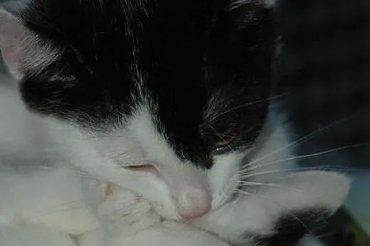 Tomuś kotek, kocurek kot ADOPCJA,  małopolskie Kra