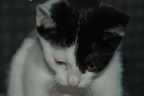 Tomuś kotek, kocurek kot ADOPCJA,  małopolskie Kra