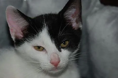 Tomuś kotek, kocurek kot ADOPCJA,  małopolskie Kra