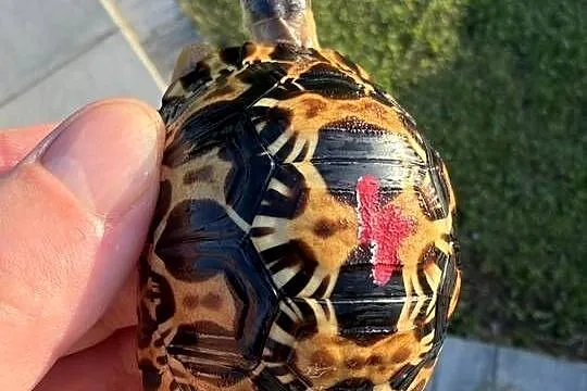 Żółw promienisty, Dolnośląskie, Jeżów Sudecki