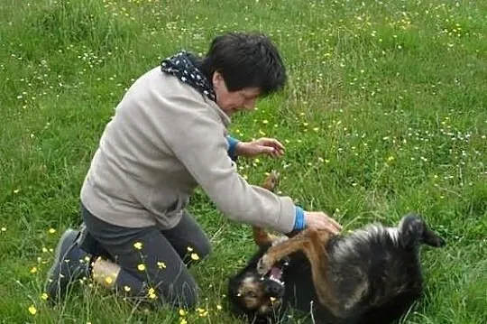 Hassan łagodny psiak w typie owczarka ADOPCJA ŁTOn