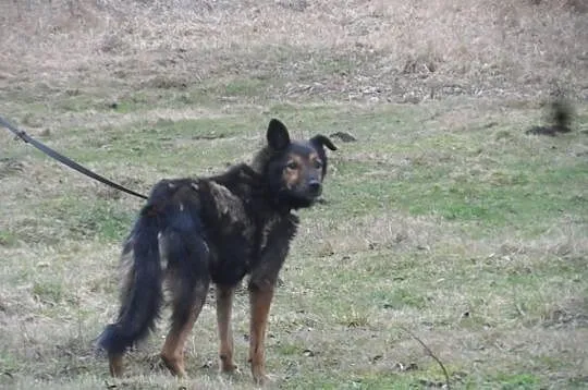 Hassan łagodny psiak w typie owczarka ADOPCJA ŁTOn