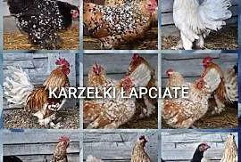 Jajka lęgowe od karzełków lapciatych