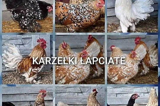 Jajka lęgowe od karzełków lapciatych