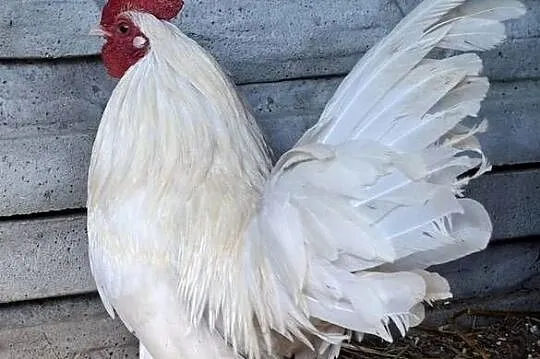 Jajka lęgowe od karzełków lapciatych, Mazowieckie, Łochów