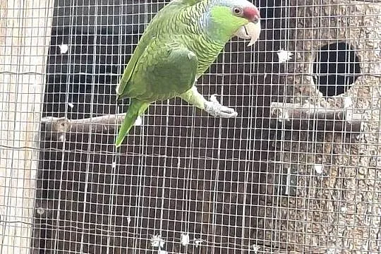 Amazonka liliogłowa finschi