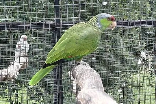 Amazonka liliogłowa finschi, Małopolskie, Limanowa