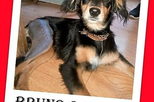 6 mies. tulaśny szczeniak BRUNO,łagodny,towarzyski.ADOPCJA,  śląskie Katowice