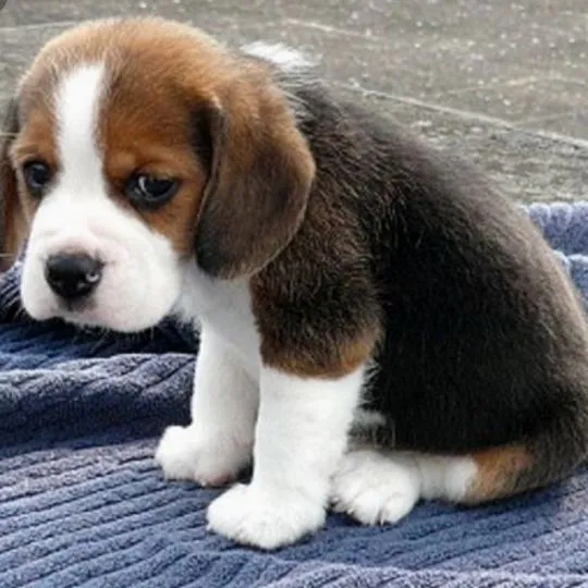 Wesołe szczenięta rasy beagle gotowe na nowy dom................., , Mysłowice