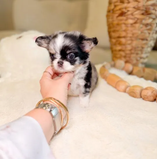 Szczenięta Rasy Chihuahua | Zarejestrowane w Kennel Club, , Konstancin-Jeziorna