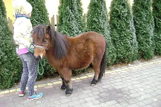 Kuce szetlandzkie