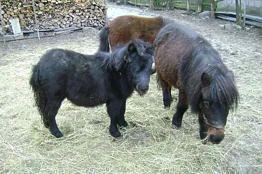 Kuce szetlandzkie