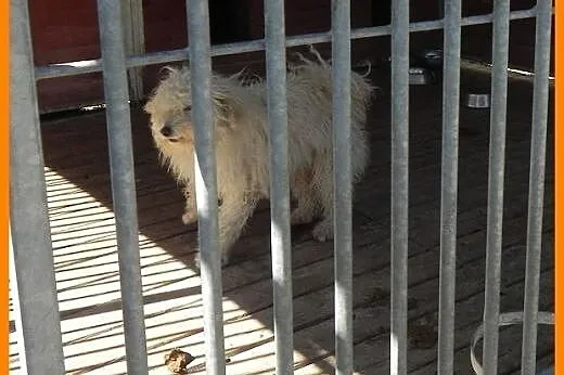 Biały PUDEL w schronisku,  pomorskie Gdańsk