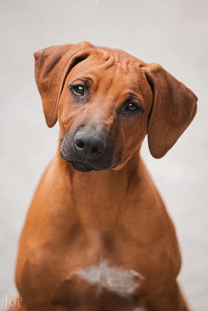 Rhodesian Ridgeback piękne szczenięta, Świętokrzyskie, Końskie