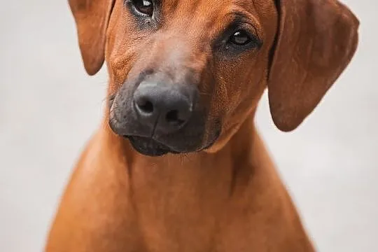 Rhodesian Ridgeback piękne szczenięta, Świętokrzyskie, Końskie