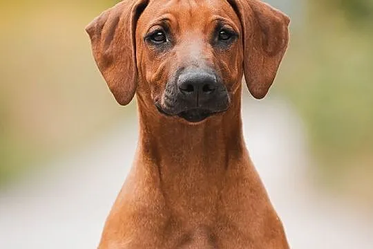 Rhodesian Ridgeback piękne szczenięta, Świętokrzyskie, Końskie