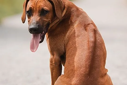Rhodesian Ridgeback piękne szczenięta, Świętokrzyskie, Końskie