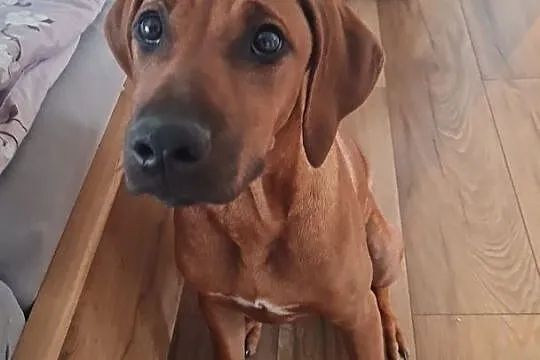 Rhodesian Ridgeback piękne szczenięta, Świętokrzyskie, Końskie