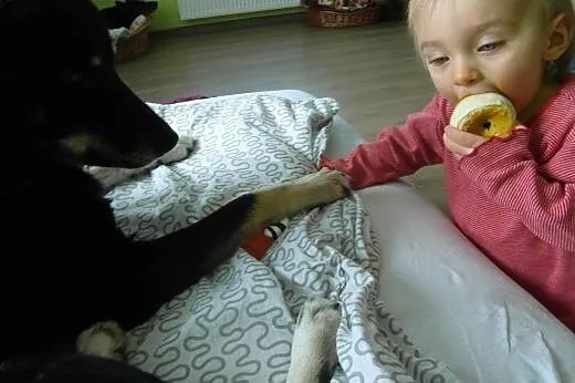 Gucio bardzo fajny pies ok. 5 lat,  wielkopolskie 