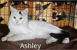 Ashley szuka kochającego domu z innym kotem, Chorzów