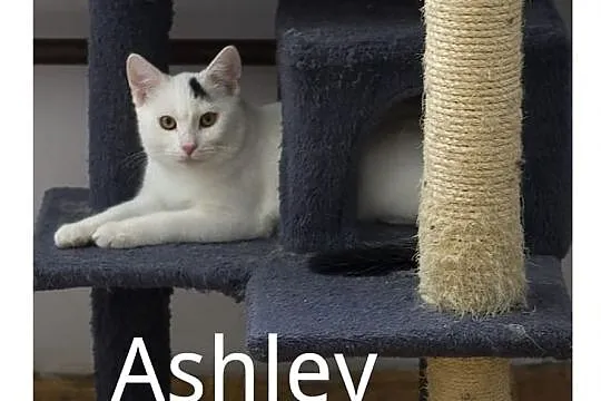 Ashley szuka kochającego domu z innym kotem, Chorzów