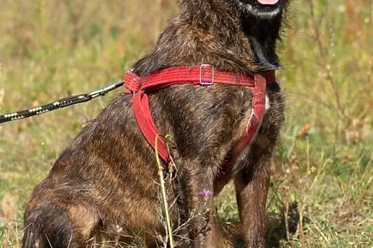 Wesoły Brutus adopcja