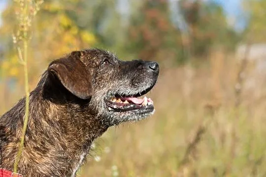 Wesoły Brutus adopcja
