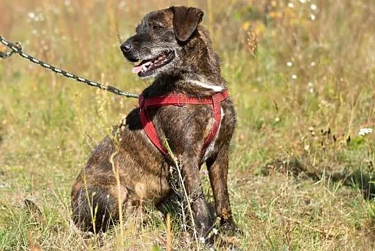 Wesoły Brutus adopcja