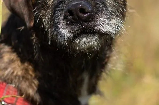 Wesoły Brutus adopcja