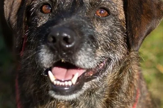 Wesoły Brutus adopcja