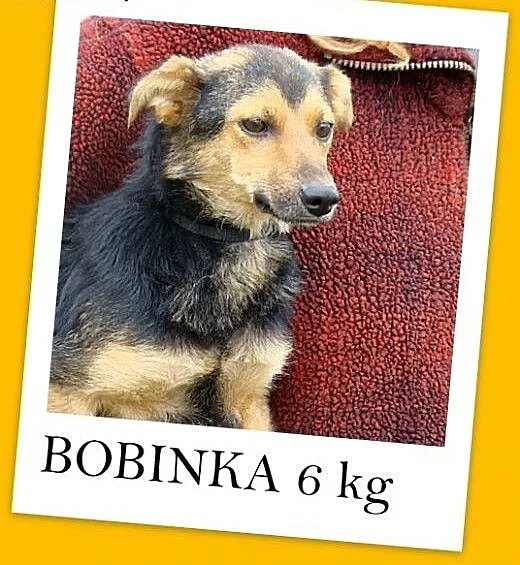 Bobinka- mała ,delikatna sunia 5-6 kg, przytulaśna