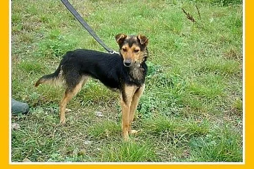 Bobinka- mała ,delikatna sunia 5-6 kg, przytulaśna