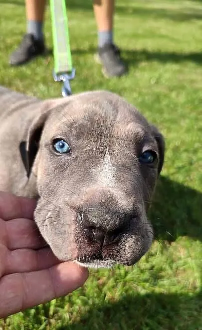Piękne Szczeniaki Cane Corso Italiano, Mazowieckie, Wiskitki