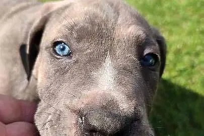 Piękne Szczeniaki Cane Corso Italiano, Mazowieckie, Wiskitki
