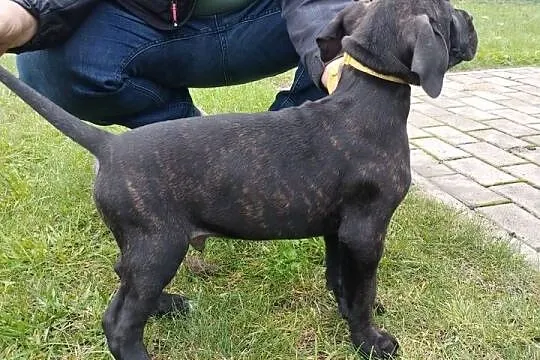 Piękne Szczeniaki Cane Corso Italiano, Mazowieckie, Wiskitki
