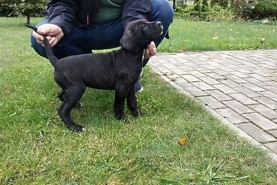 Piękne Szczeniaki Cane Corso Italiano, Mazowieckie, Wiskitki