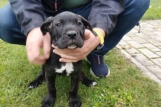 Piękne Szczeniaki Cane Corso Italiano, Mazowieckie, Wiskitki
