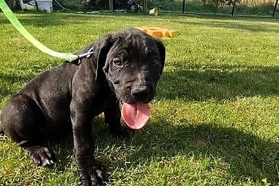 Piękne Szczeniaki Cane Corso Italiano, Mazowieckie, Wiskitki