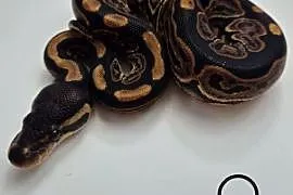 Pyton królewski Black pastel 100% het Albino samica