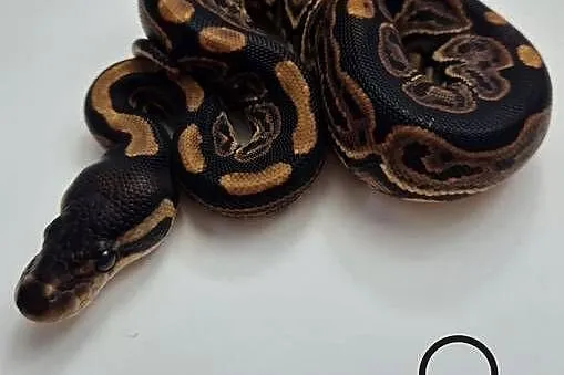 Pyton królewski Black pastel 100% het Albino samica