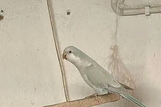 Mnichy nizinne, Pomorskie, Kosobudy