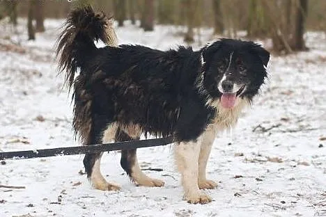 Przygarnij Horacego. Duży, kudłaty i kochany psiak