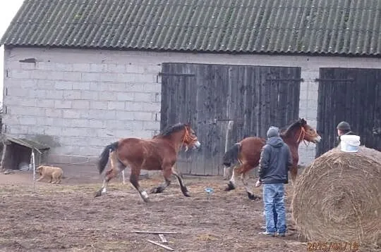 Sprzedam ogierki zimnokrwiste