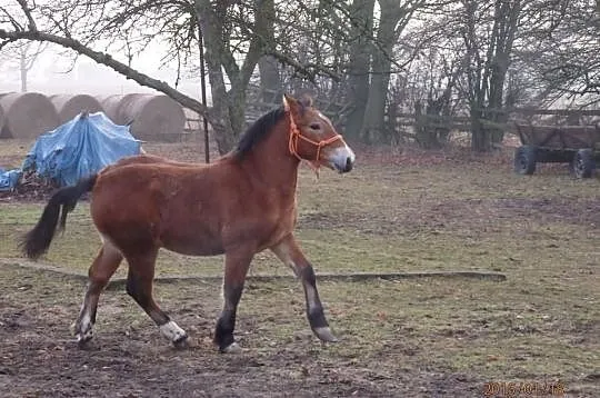Sprzedam ogierki zimnokrwiste