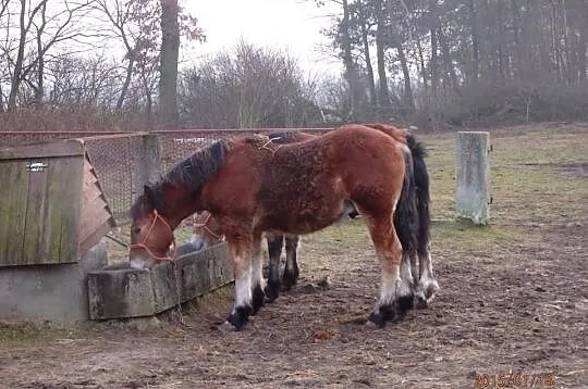 Sprzedam ogierki zimnokrwiste