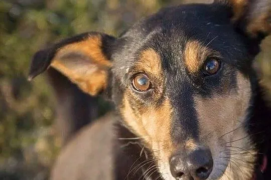 Wyjątkowo proludzki, radosny Taro, pies-pocieszacz do adopcji!