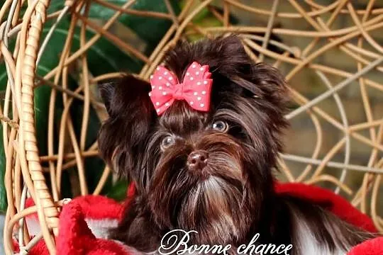 Mini Yorkshire terrier laleczka