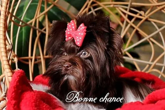 Mini Yorkshire terrier laleczka, Podlaskie, Suwałki