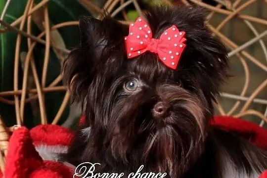 Mini Yorkshire terrier laleczka, Podlaskie, Suwałki